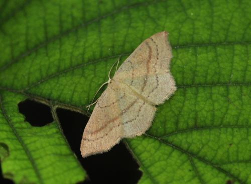 Réf. 311 827 : Cyclophora linearia